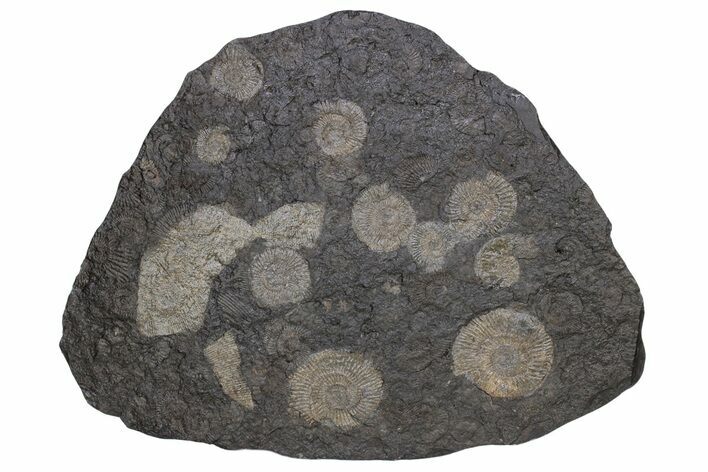 Dactylioceras Ammonite Cluster - Posidonia Shale, Germany #240202